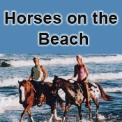 South Padre Island Area Attractions - Horses on the Beach